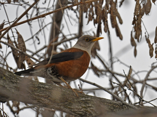 Chestnut Thrush