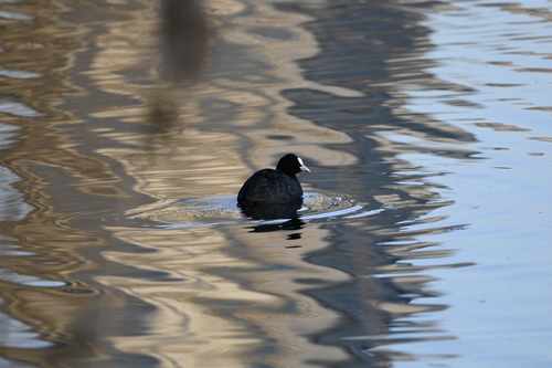 Eurasian Coot