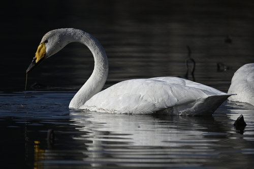 Whooper Swan