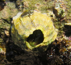 Megabalanus linzei
