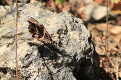 Myscelia ethusa ethusa