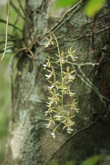 Epidendrum stamfordianum
