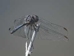 Dythemis nigrescens