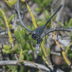 Dythemis nigrescens