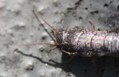 Allacrotelsa spinulata