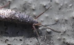 Allacrotelsa spinulata