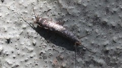 Allacrotelsa spinulata