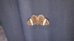 Ectima thecla