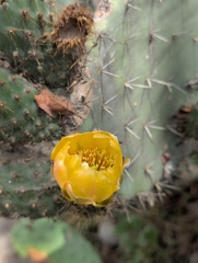 Opuntia soederstromiana, photograph (c) Sebastián Ordóñez, some rights reserved (CC BY)