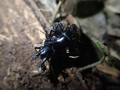 Plocamostethus planiusculus