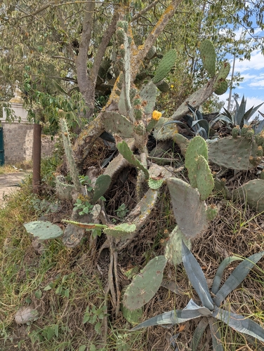 Opuntia soederstromiana, photograph 5