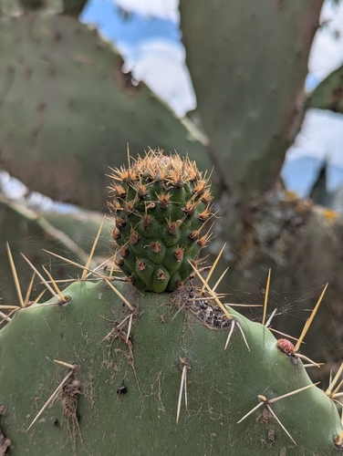 Opuntia soederstromiana, photograph 6