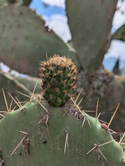 Opuntia soederstromiana, photograph (c) Sebastián Ordóñez, some rights reserved (CC BY)