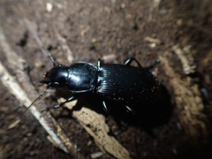 Plocamostethus planiusculus