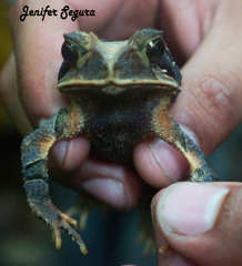 Incilius cavifrons