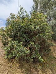 Baccharis latifolia