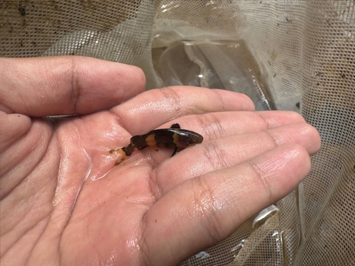 Variegated bagrid (Leiocassis poecilopterus) — Bagridae