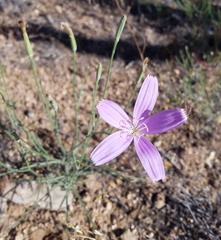 Lygodesmia grandiflora