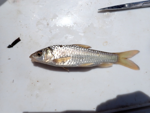 Largescale yellowfish (Labeobarbus marequensis) — Cyprinidae