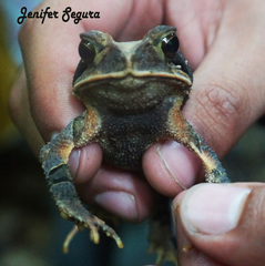 Incilius cavifrons
