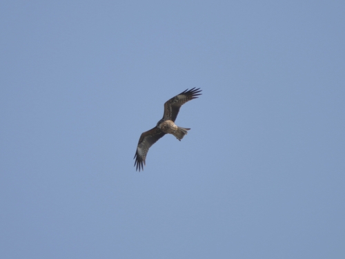 Black Kite