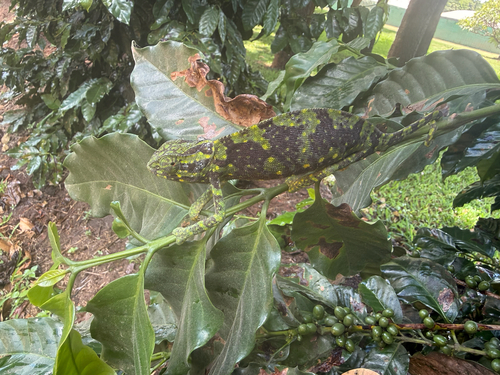 Flap-necked Chameleon