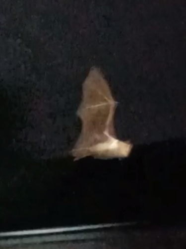 Hipposideros diadema