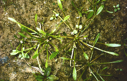 water mudwort (Limosella aquatica)