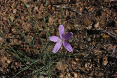 Lygodesmia grandiflora