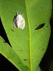 Schistophleps bipuncta