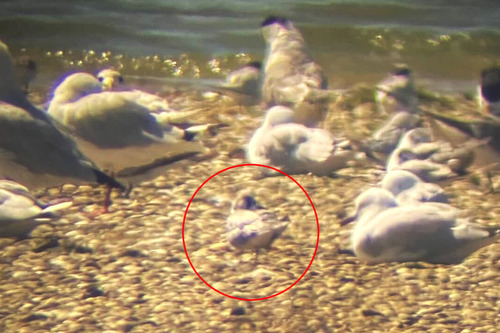 White-winged Tern (Chlidonias leucopterus), photo 3