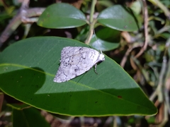 Barasa acronyctoides