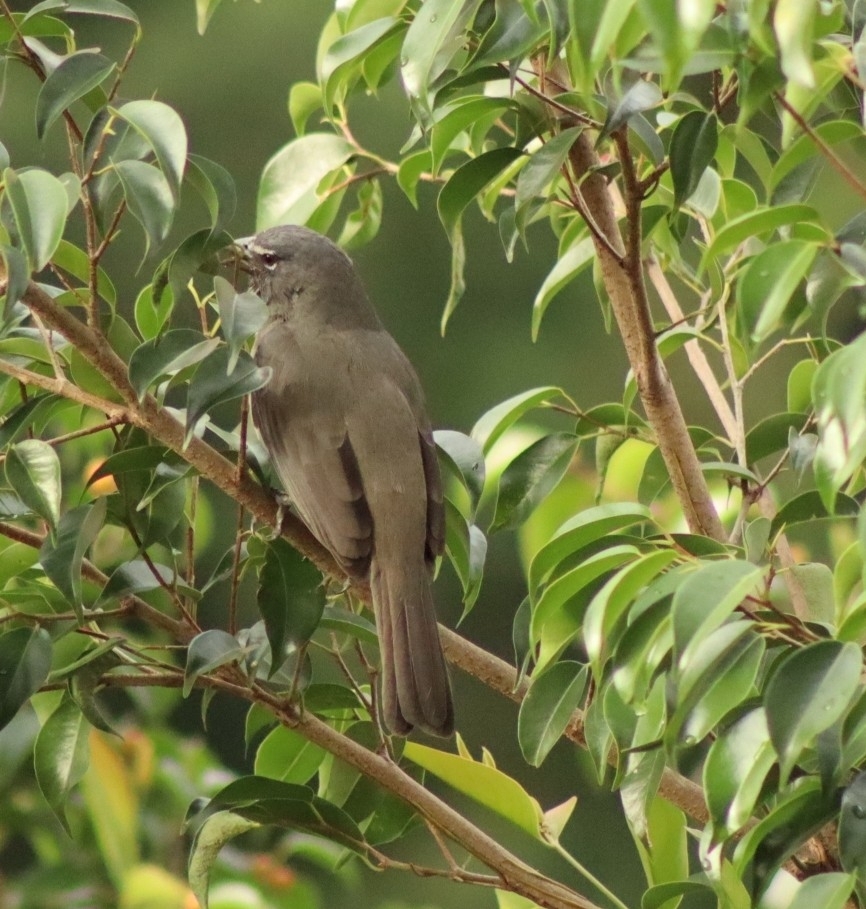 Olive-grey Saltator (Saltator olivascens), photo 2