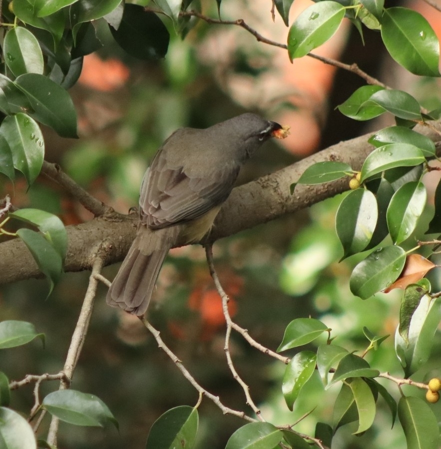 Olive-grey Saltator (Saltator olivascens), photo 3