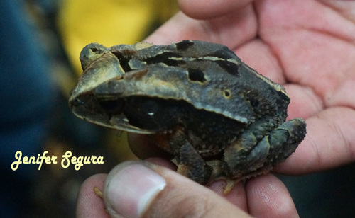Mountain Toad