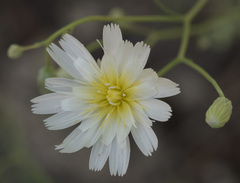 Malacothrix floccifera