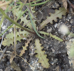 Malacothrix floccifera