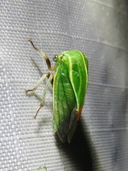 Tortistilus lateralis