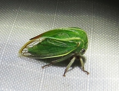 Tortistilus lateralis