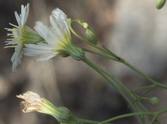 Malacothrix floccifera