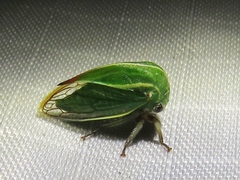 Tortistilus lateralis