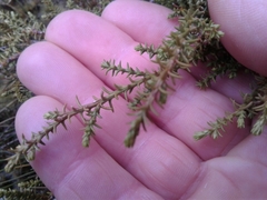 Lepidothamnus laxifolius