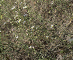 Malacothrix floccifera