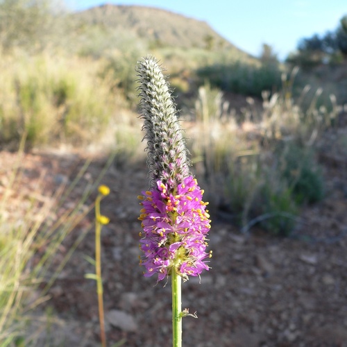 Searls' Prairie Clover (Dalea searlsiae)