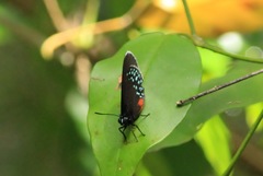 Eumaeus toxea