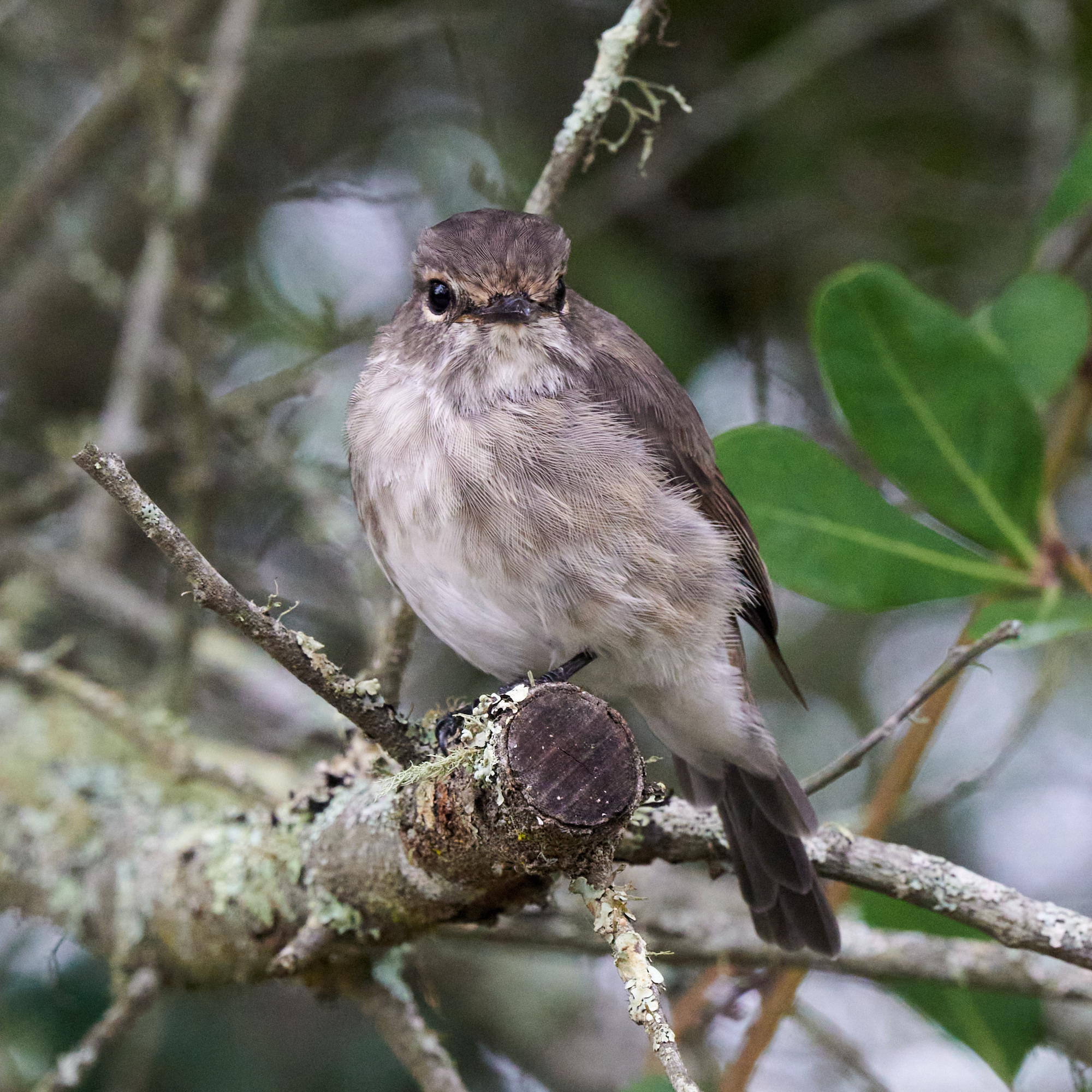 African Dusky Flycatcher (Muscicapa adusta), photo 4