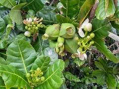Barringtonia asiatica