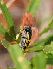 Cyrioides imperialis