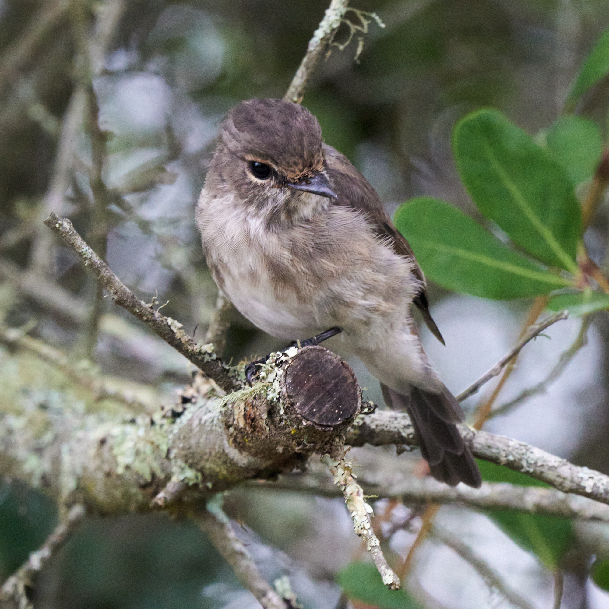 African Dusky Flycatcher (Muscicapa adusta), photo 5
