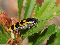 Cyrioides imperialis